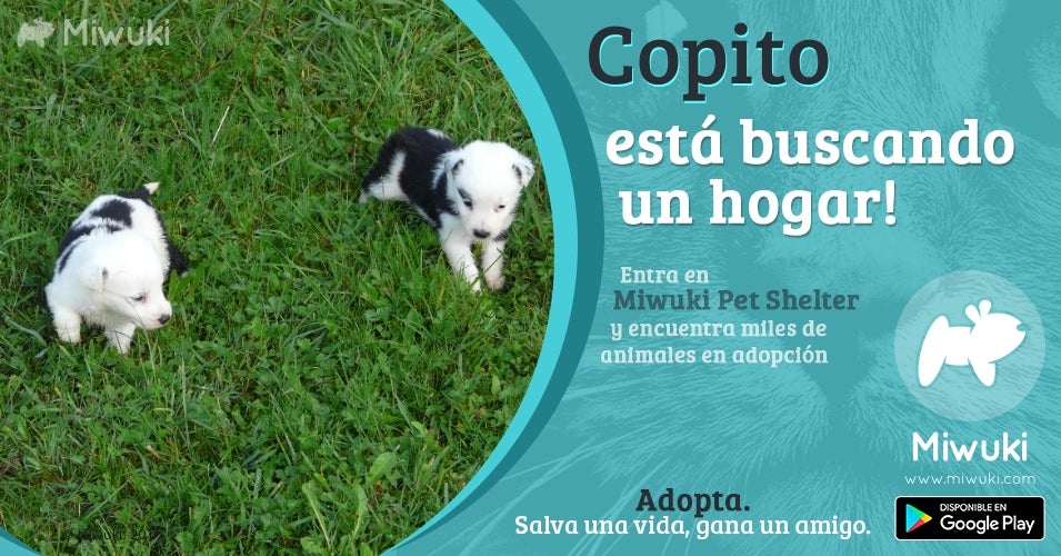 "Miwuki" impulsa la adopción de animales en España "Miwuki" impulsa la adopción de animales en España