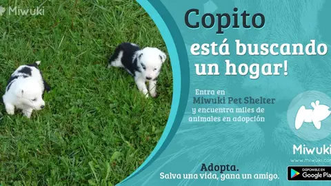 "Miwuki" impulsa la adopción de animales en España Más que promesas