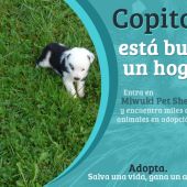 "Miwuki" impulsa la adopción de animales en España