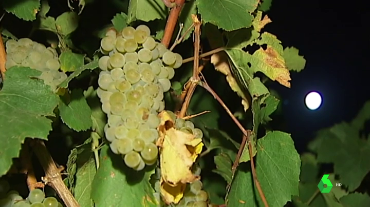 Los municipios productores de uva del Vinalopó y el Consejo Regular de la embolsada suman esfuerzos para exigir apoyo al sector Los municipios productores de uva del Vinalopó y el Consejo Regular de la embolsada suman esfuerzos para exigir apoyo al sector