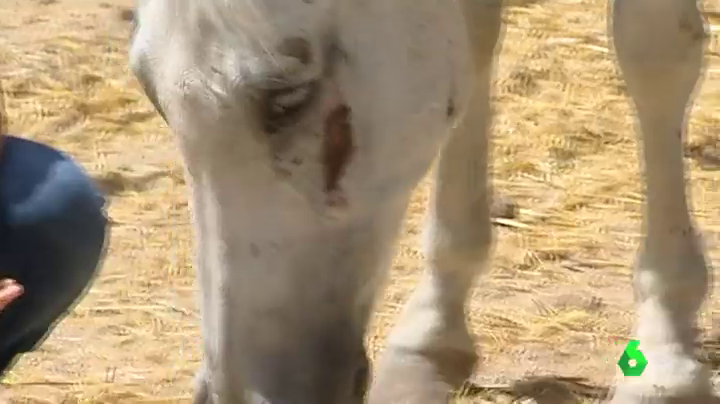 El Centro de Reproducción Equina de la UEx celebra su 20º aniversario con una jornada conmemorativa el próximo sábado El Centro de Reproducción Equina de la UEx celebra su 20º aniversario con una jornada conmemorativa el próximo sábado