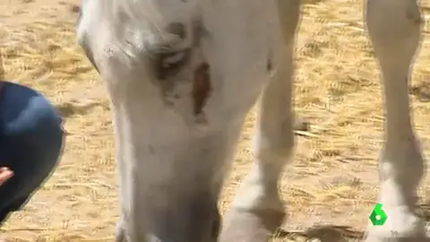 RECUPERAR CABALLOS RECUPERAR CABALLOS