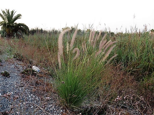 Amigos de los Humedales del Sur de Alicante denuncia la presencia de rabo de gato en los alrededores de El Hondo Amigos de los Humedales del Sur de Alicante denuncia la presencia de rabo de gato en los alrededores de El Hondo