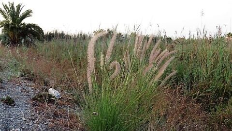 Ejemplar de Rabo de gato o peniseto en los l&iacute;mites del Parque Natural de El Hondo