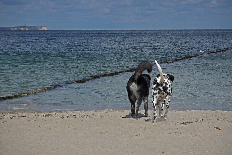 Vacaciones con mascotas Vacaciones con mascotas