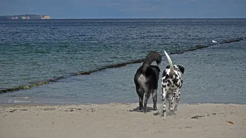 9 playas que puedes visitar con tu perro 9 playas que puedes visitar con tu perro