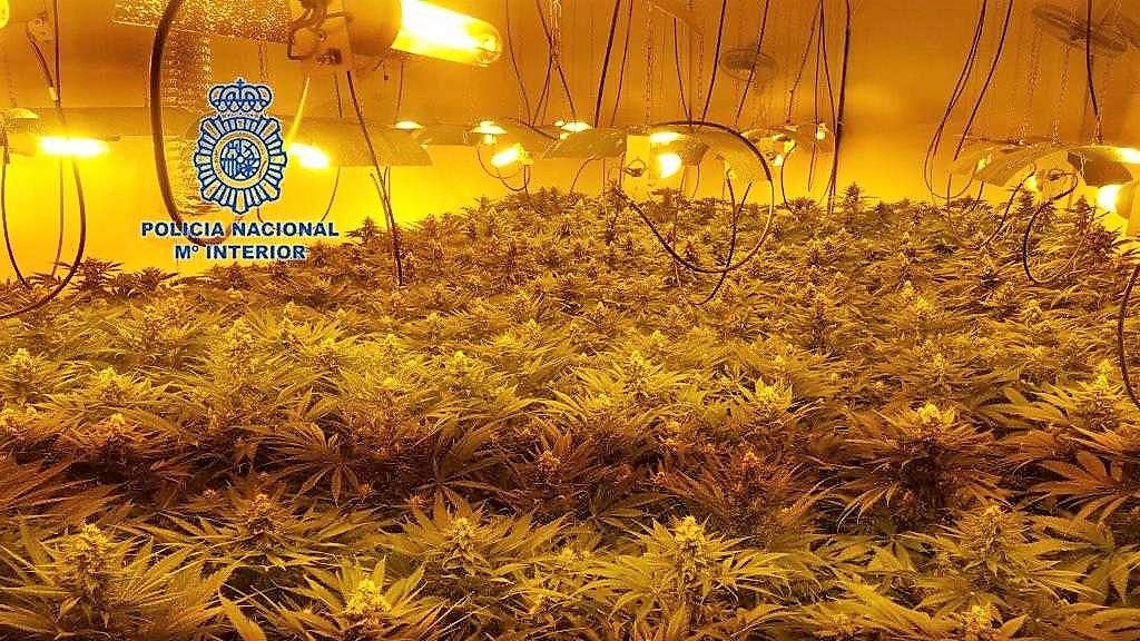 Detienen en Elche una pareja que tenía en su vivienda una plantación con casi 600 plantas de marihuana Detienen en Elche una pareja que tenía en su vivienda una plantación con casi 600 plantas de marihuana