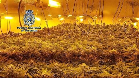 Plantacion marihuana en Elche desmantelada por la Polic&iacute;a Nacional
