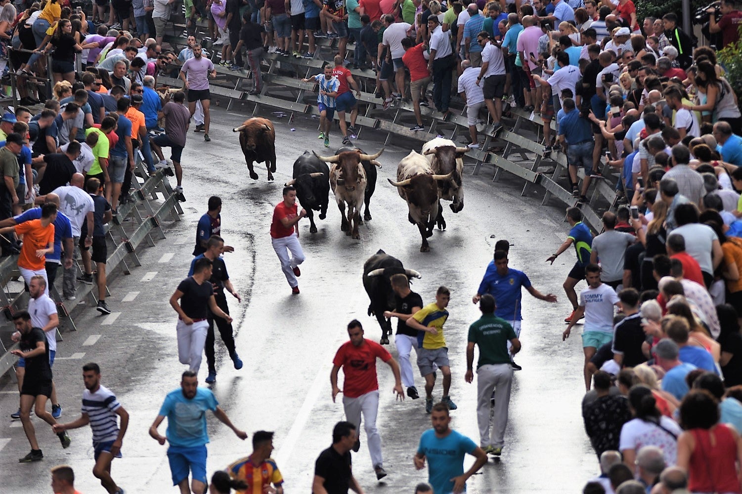 Herido grave un joven de Monóvar tras ser corneado por un novillo en el primer encierro de la feria del arroz de Calasparra Herido grave un joven de Monóvar tras ser corneado por un novillo en el primer encierro de la feria del arroz de Calasparra