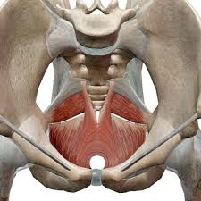 Especialistas internacionales "echan el ojo" al funcionamiento de la Unidad de Rehabilitación de Suelo Pélvico de Albacete Especialistas internacionales "echan el ojo" al funcionamiento de la Unidad de Rehabilitación de Suelo Pélvico de Albacete