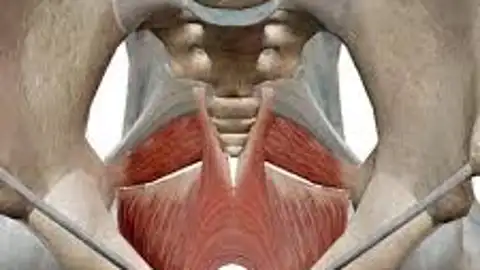 Suelo pélvico Hablamos de Sanidad