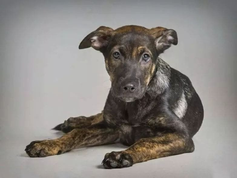 El caso de Cooper: el perro que murió violentamente y cuyo cadáver convivió durante meses con su familia de acogida El caso de Cooper: el perro que murió violentamente y cuyo cadáver convivió durante meses con su familia de acogida