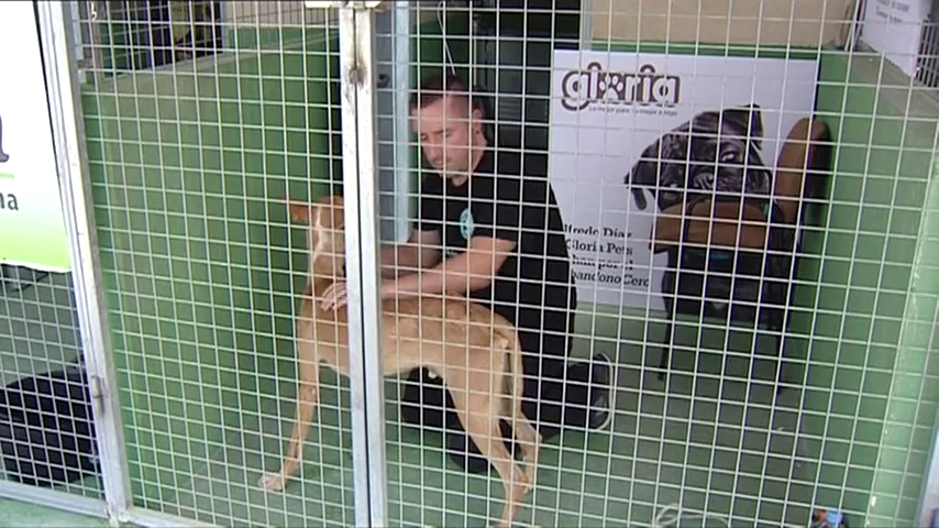 El Ayuntamiento de València presenta una campaña para "remover conciencias" contra el abandono animal y para promover la adopción El Ayuntamiento de València presenta una campaña para "remover conciencias" contra el abandono animal y para promover la adopción