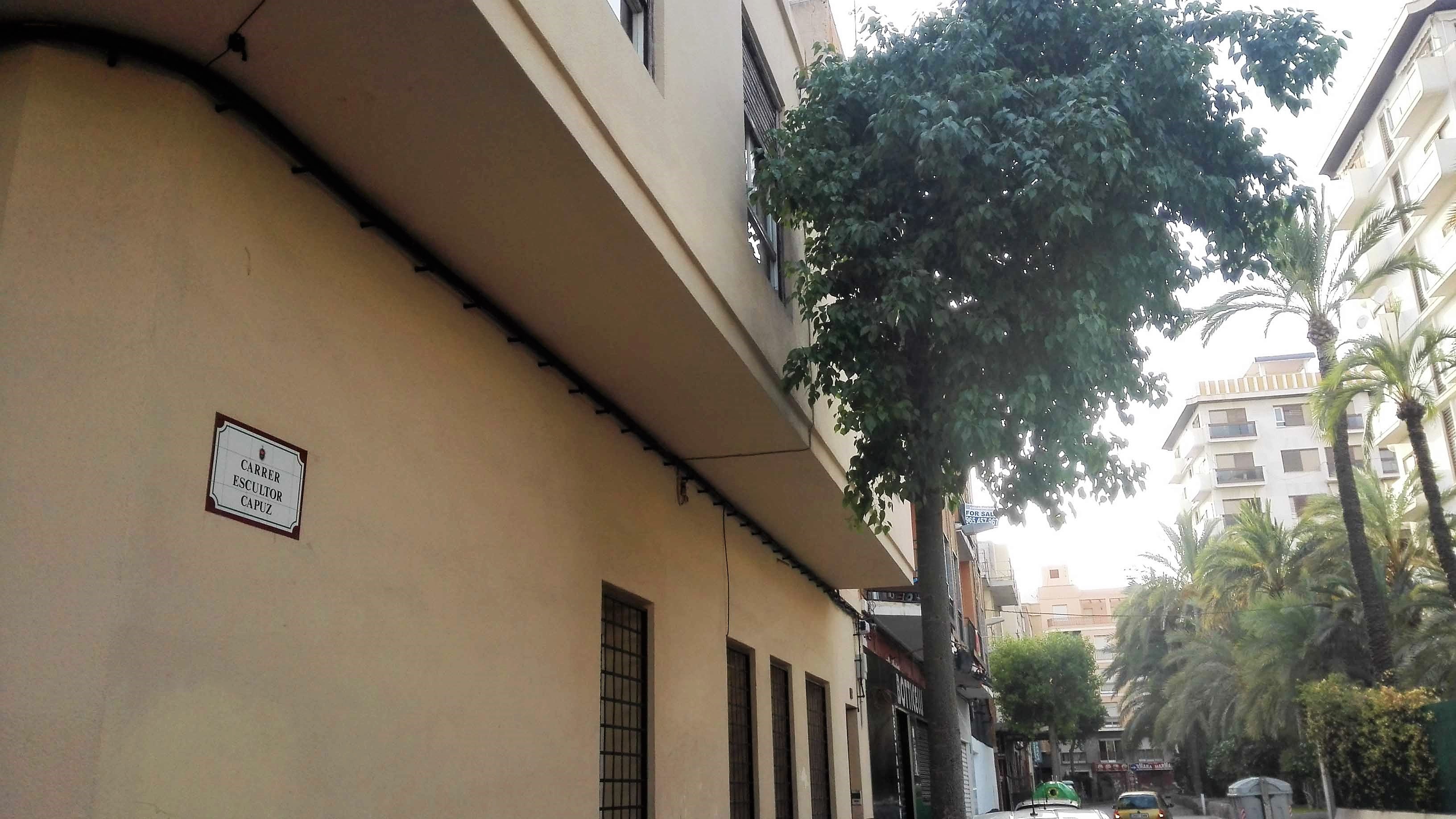 La falta de poda del arbolado en Elche provoca que sus ramas invadan ventanas y balcones de viviendas La falta de poda del arbolado en Elche provoca que sus ramas invadan ventanas y balcones de viviendas