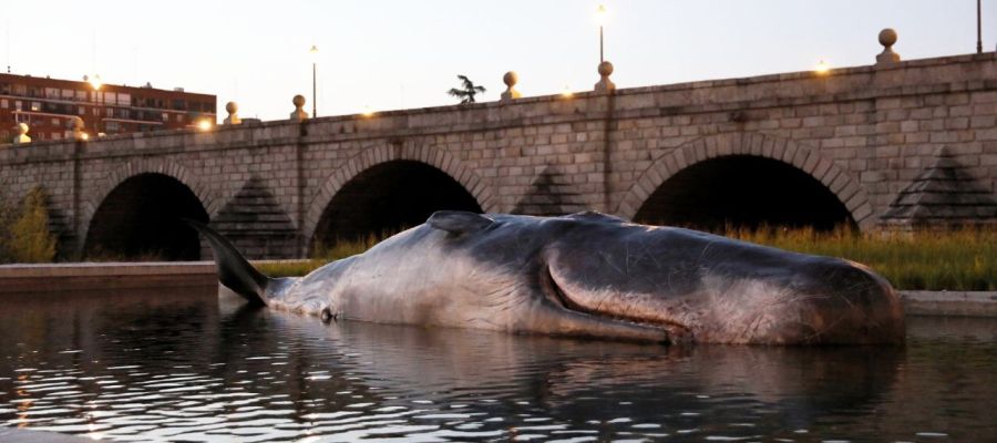 Un Cachalote en el río Manzanares Un Cachalote en el río Manzanares