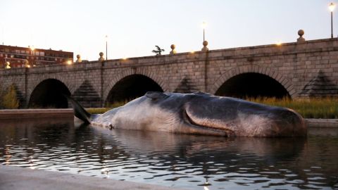Un Cachalote en el r&iacute;o Manzanares
