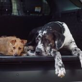 Land Rover paquete para mascotas 