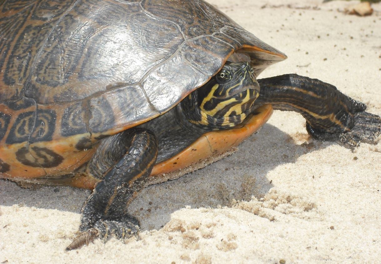 Miami, la tortuga de Florida de Catalunya: "Resulta que somos invasoras, antes éramos mascotas y ahora estamos proscritas" Miami, la tortuga de Florida de Catalunya: "Resulta que somos invasoras, antes éramos mascotas y ahora estamos proscritas"