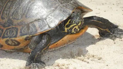 Que pasara si las tortugas desaparecen Que pasara si las tortugas desaparecen