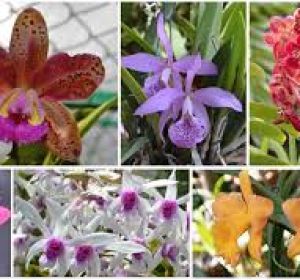 orquideas orquideas