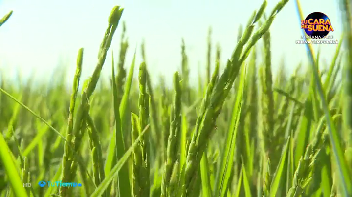 Alerta en el campo extremeño por el acuerdo comercial de Mercosur con sus luces y sombras Alerta en el campo extremeño por el acuerdo comercial de Mercosur con sus luces y sombras
