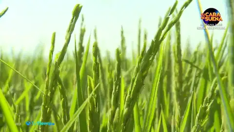 El arroz está a punto de ser cosechado en Extremadura, la segunda región más productora de España El arroz está a punto de ser cosechado en Extremadura, la segunda región más productora de España