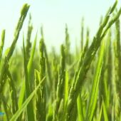 El arroz está a punto de ser cosechado en Extremadura, la segunda región más productora de España