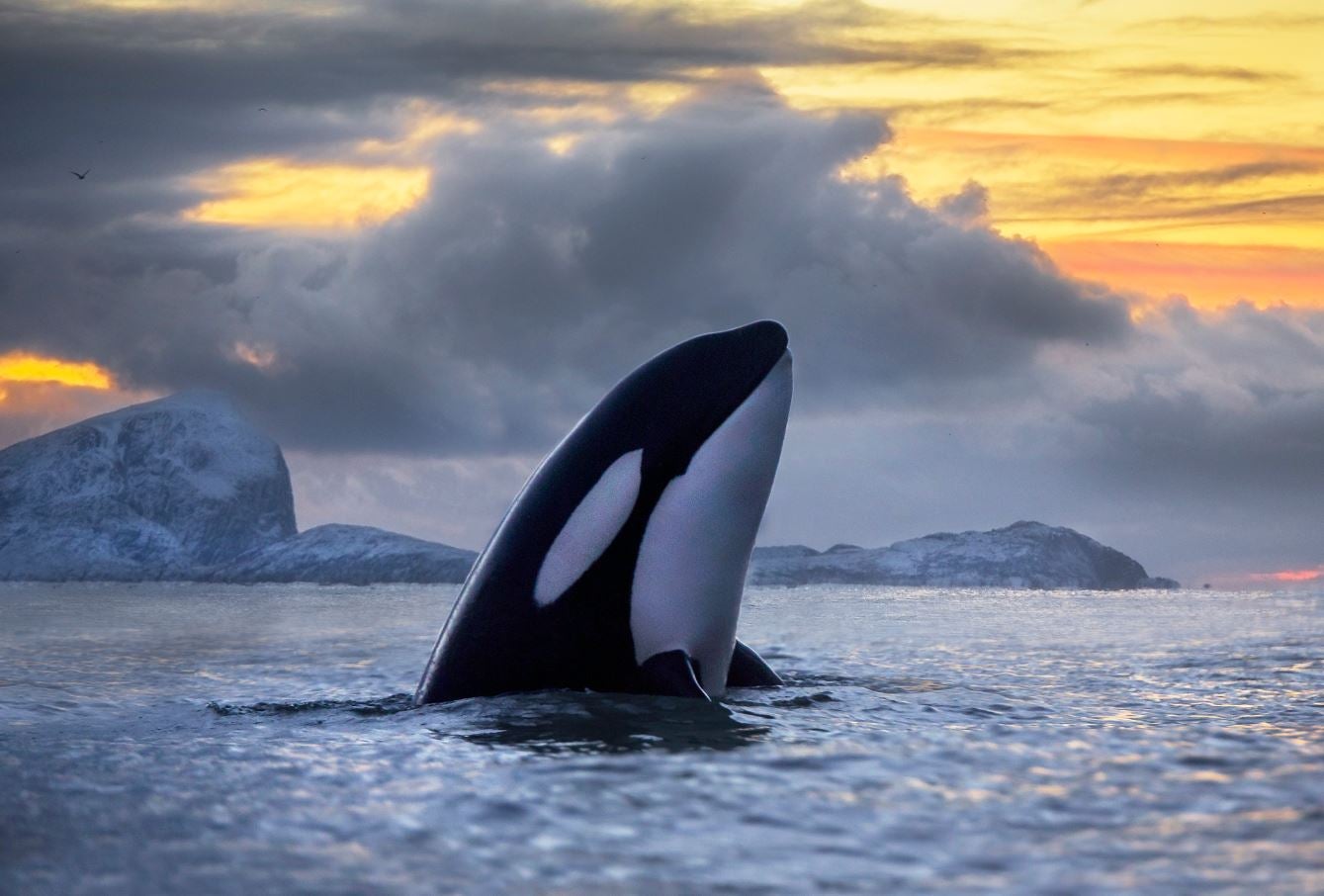 Punta Norte: La fabulosa historia de las orcas del Edén Punta Norte: La fabulosa historia de las orcas del Edén