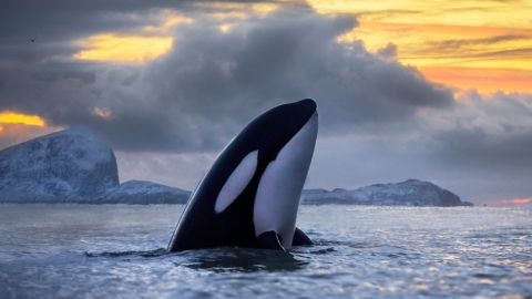 Un grupo de orcas da un susto a los tripulantes de un barco que vieron como golpeaban la embarcaci&oacute;n