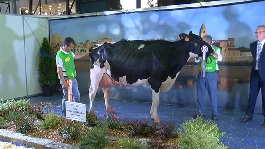 Se busca a la vaca más guapa de España Se busca a la vaca más guapa de España