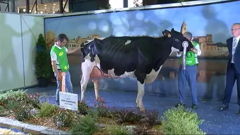 "Koketa", la mejor vaca de España en 2017 38 Concurso Nacional de Raza Frisona