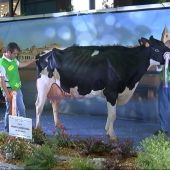 "Koketa", la mejor vaca de España en 2017
