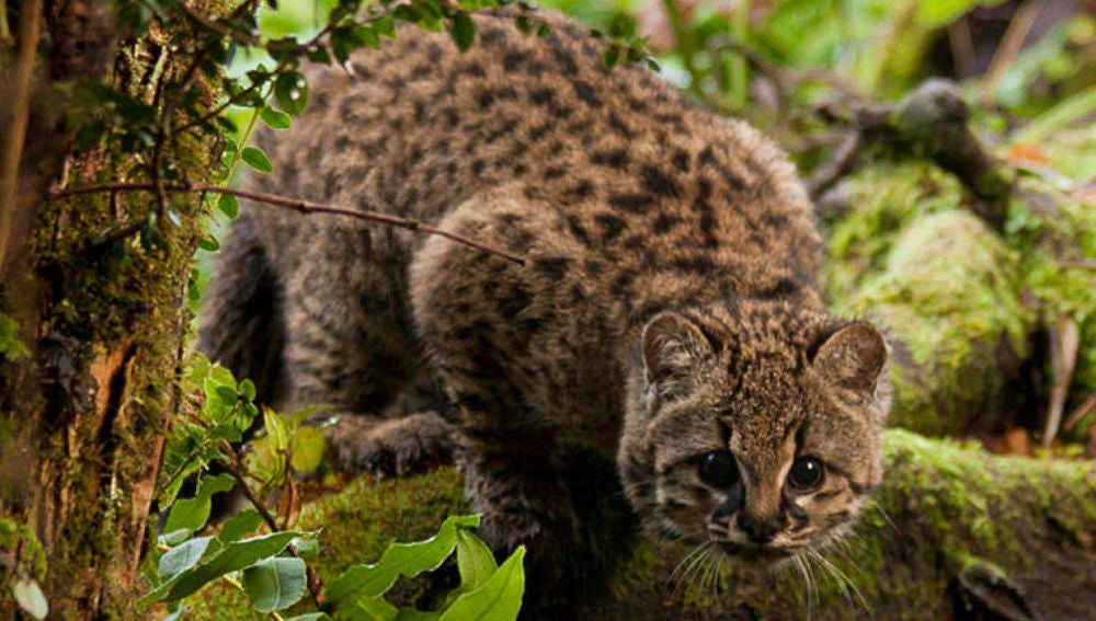 La 'guiña', un leopardo diminuto