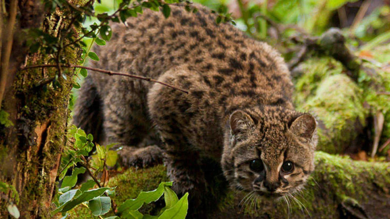 La 'guiña', un leopardo diminuto