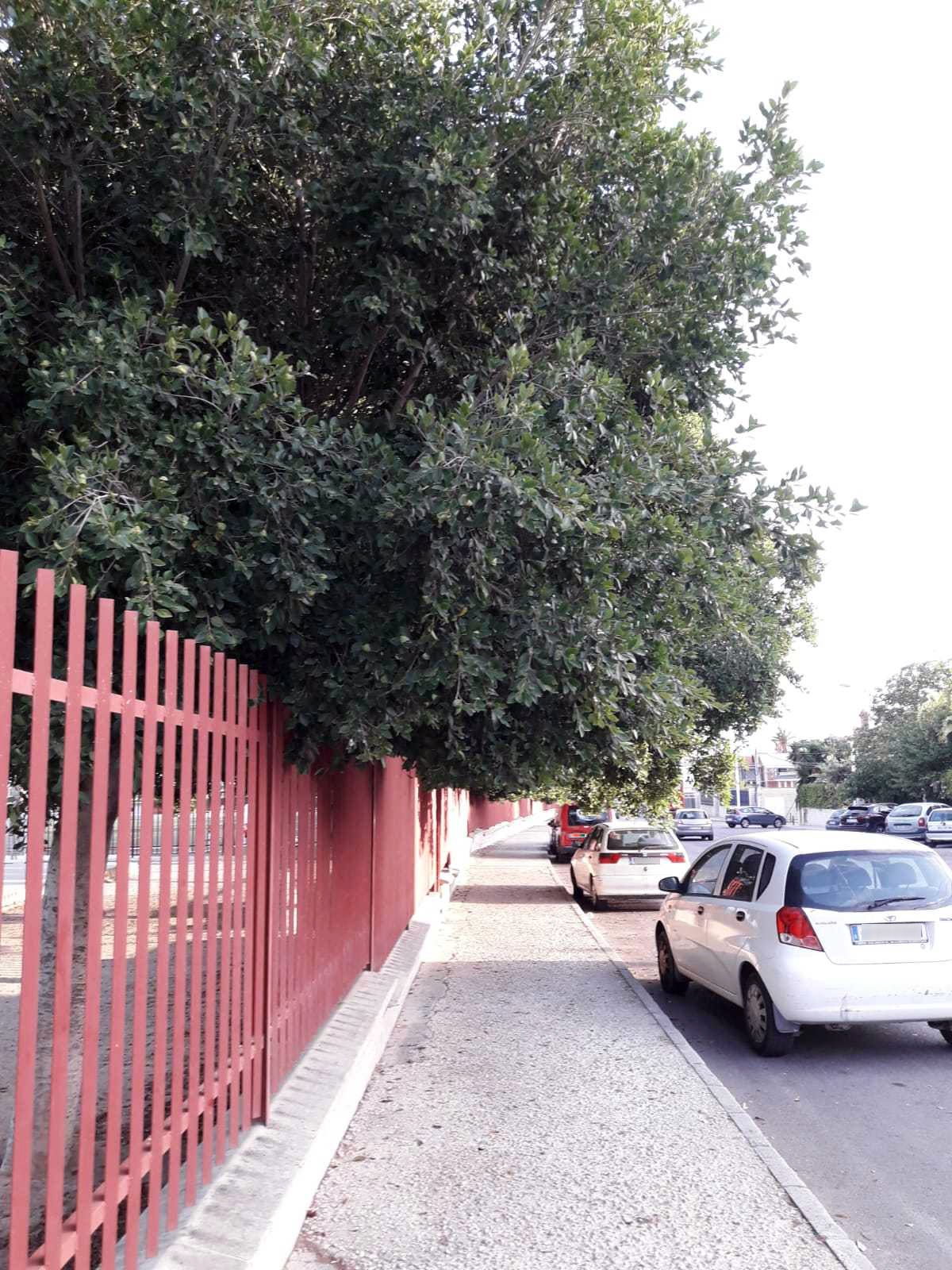 Las quejas por la falta de poda se extienden a la Ciudad Deportiva de Elche Las quejas por la falta de poda se extienden a la Ciudad Deportiva de Elche