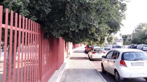 &Aacute;rbol en la Ciudad Deportiva de Elche cuyas ramas invaden espacio de la acera