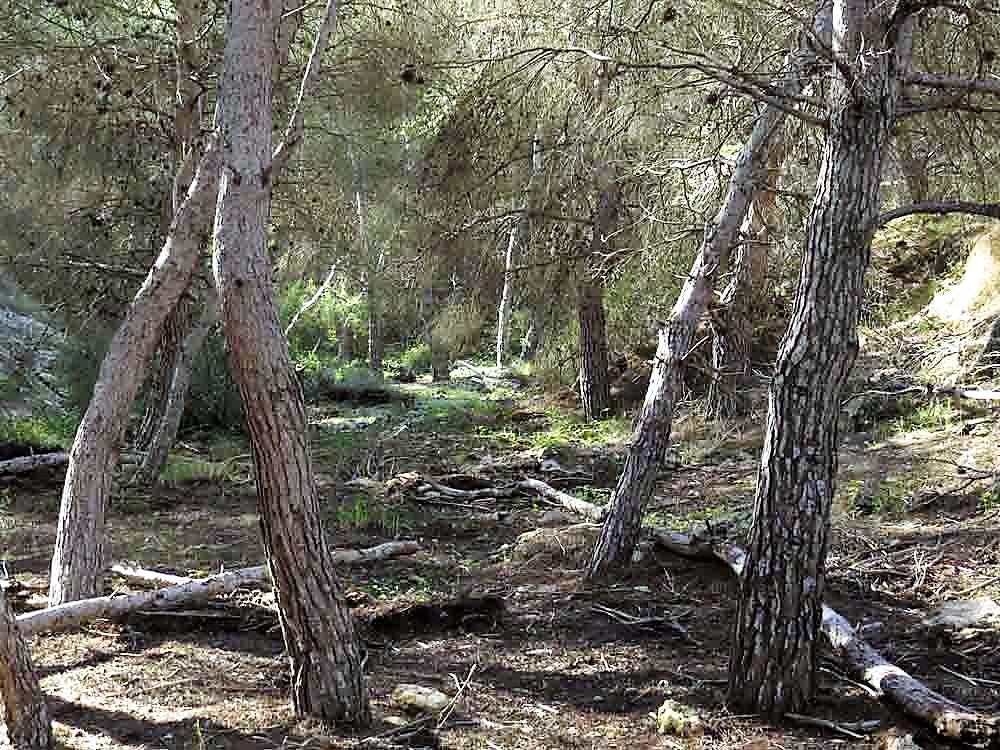 AHSA y Margalló lamentan que un año más se pueda cazar en la Sierra de Santa Pola AHSA y Margalló lamentan que un año más se pueda cazar en la Sierra de Santa Pola