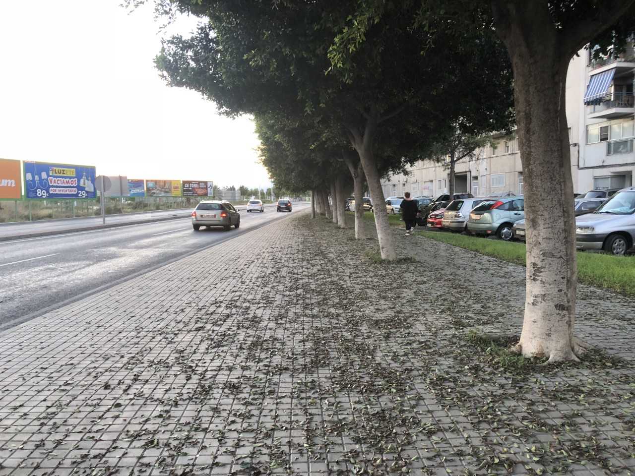 Señales del fin del mundo: Ya hay más hormigón y asfalto que árboles Señales del fin del mundo: Ya hay más hormigón y asfalto que árboles