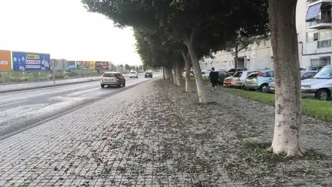 Hojas de árboles en la acera de la Avenida Alcalde Ramón Pastor de Elche Hojas de árboles en la acera de la Avenida Alcalde Ramón Pastor de Elche