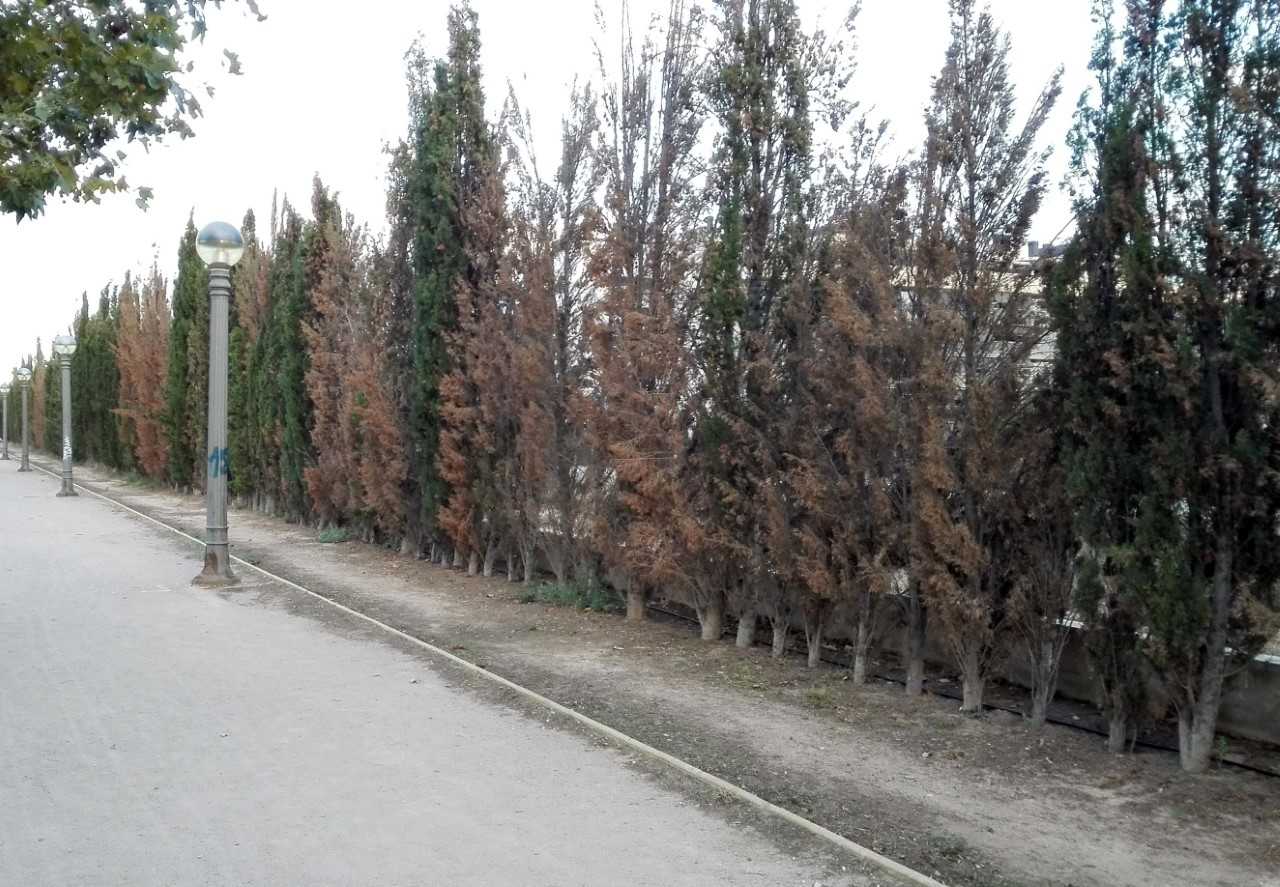 Ilicitanos por Elche urge una actuación para frenar la muerte de más cipreses junto a la vía del tren en el barrio Altabix-Universidad Ilicitanos por Elche urge una actuación para frenar la muerte de más cipreses junto a la vía del tren en el barrio Altabix-Universidad