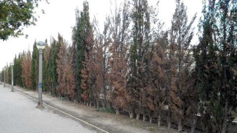 Cipreses en el barrio de Altabix Elche