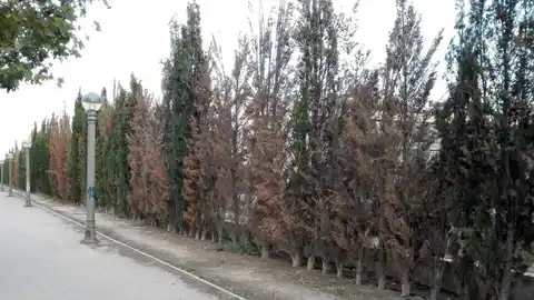 Cipreses en el barrio de Altabix Elche Cipreses en el barrio de Altabix Elche