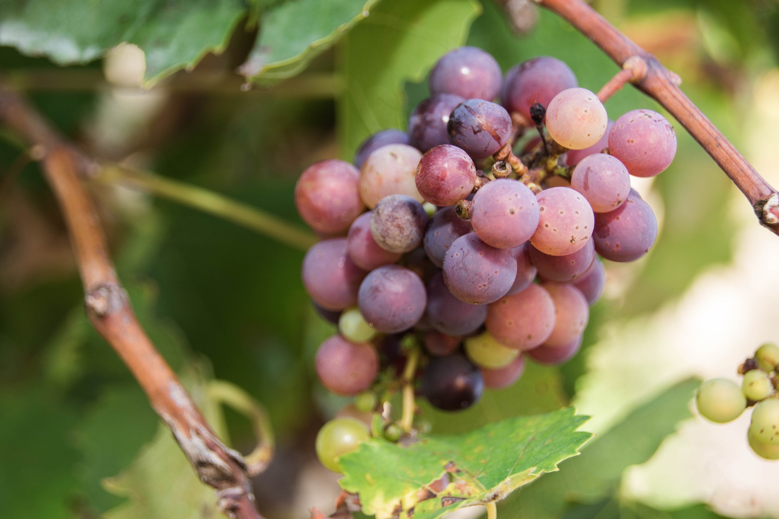 Más de Uno Álava ( 8:20) 19/10/2022 Más de Uno Álava ( 8:20) 19/10/2022