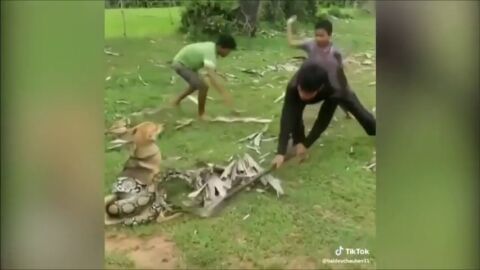 Unos ni&ntilde;os salvan a su perro de morir asfixiado por una serpiente