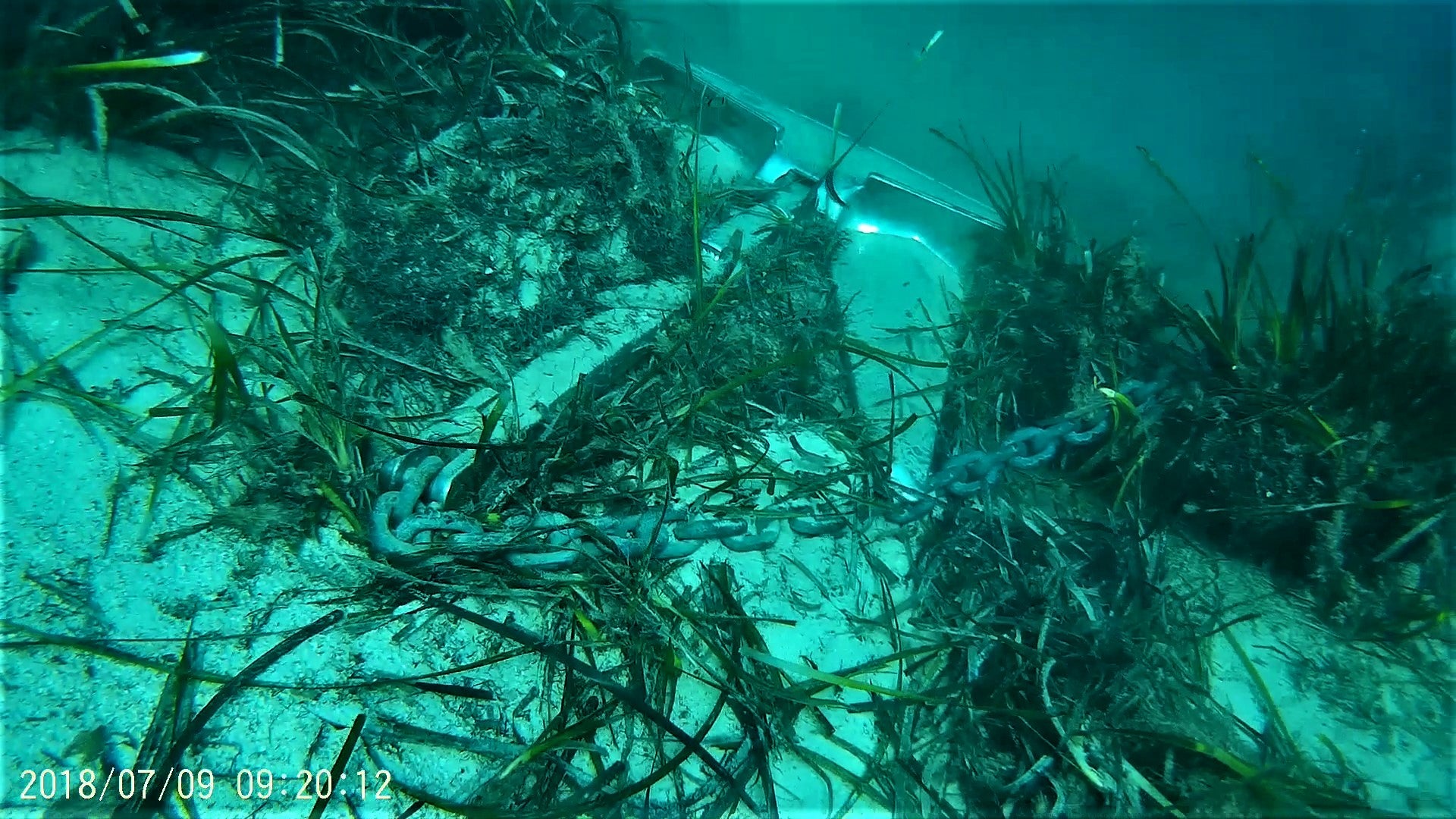 No hay sanciones para los barcos fondeados sobre posidonia: apenas un 0'8% se han denunciado este verano No hay sanciones para los barcos fondeados sobre posidonia: apenas un 0'8% se han denunciado este verano