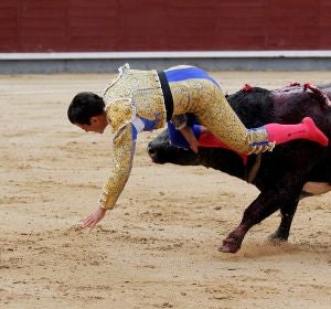 El diestro Rubén Pinar es cogido por el todo durante la tradicional corrida del "Día de la Hispanidad" El diestro Rubén Pinar es cogido por el todo durante la tradicional corrida del "Día de la Hispanidad"