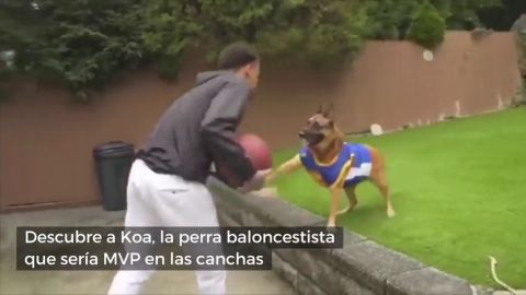 Conoce a Koa, la perra baloncestista que le quitar&iacute;a el puesto a LeBron en los Lakers