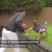 Conoce a Koa, la perra baloncestista que le quitaría el puesto a LeBron en los Lakers Conoce a Koa, la perra baloncestista que le quitaría el puesto a LeBron en los Lakers