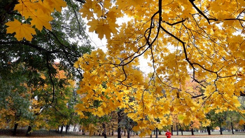Oto&ntilde;o dorado ruso (13-10-2018)
