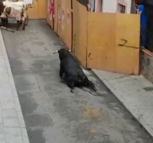 Pacma denuncia que un toro se rompe las patas nada más salir del cajón en los encierros de Mejorada del Campo, Madrid Pacma denuncia que un toro se rompe las patas nada más salir del cajón en los encierros de Mejorada del Campo, Madrid